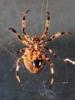 +spider+arachnid+bug+insect+pest+Orbweaver+spider+Neoscona+crucifera+ clipart