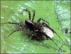 +spider+arachnid+bug+insect+pest+Pardosa+ clipart