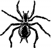 +spider+arachnid+bug+insect+pest+Spider+grotesque+ clipart