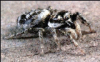 +spider+arachnid+bug+insect+pest+Zebra+Spider+ clipart