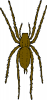 +spider+arachnid+bug+insect+pest+brown+spider+ clipart