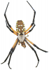 +spider+arachnid+bug+insect+pest+garden+spider+Texas+ clipart