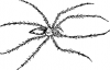 +spider+arachnid+bug+insect+pest+hairy+spider+ clipart