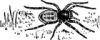 +spider+arachnid+bug+insect+pest+jumping+spider+ clipart