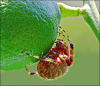 +spider+arachnid+bug+insect+pest+lime+spider+ clipart