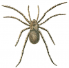 +spider+arachnid+bug+insect+pest+slightly+hairy+spider+ clipart