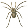 +spider+arachnid+bug+insect+pest+slightly+hairy+spider+ clipart