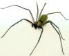 +spider+arachnid+bug+insect+pest+spider+Brown+Recluse+ clipart