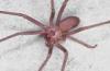 +spider+arachnid+bug+insect+pest+spider+Brown+recluse+graphic+ clipart