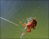 +spider+arachnid+bug+insect+pest+spider+in+web+2+ clipart