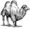 +animal+Camel+large+ clipart