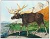 +animal+Elk+1886+ clipart