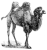 +animal+camel+BW+ clipart