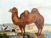+animal+camel+ clipart