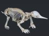 +animal+canine+Echidna+skeleton+ clipart