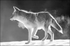 +animal+coyote+backlit+in+snow+ clipart