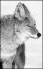 +animal+coyote+left+profile+ clipart