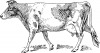 +animal+farm+livestock+Guernsey+cow+drawing+ clipart