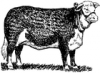 +animal+farm+livestock+cow+Hereford+ clipart