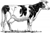 +animal+farm+livestock+cow+Holstein+ clipart