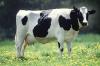 +animal+farm+livestock+cow+dairy+ clipart
