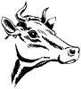 +animal+farm+livestock+cow+with+horns+ clipart