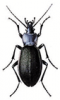 +bug+insect+pest+Violet+Ground+Beetle+ clipart