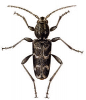 +bug+insect+pest+Xylotrechus+ clipart