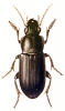 +bug+insect+pest+Zabrus+ clipart