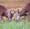 +animal+Cervidae+White+tailed+deer+fighting+ clipart