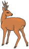 +animal+Cervidae+deer+looking+back+ clipart