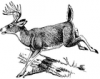 +animal+Cervidae+deer+whitetail+buck+running+ clipart