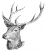 +animal+Cervidae+red+deer+head+ clipart