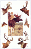 +animal+Cervidae+types+of+deer+ clipart