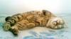 +feline+animal+cat+American+Bobtail+sleeping+ clipart