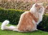 +feline+animal+cat+Persian+orange+ clipart