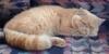+feline+animal+cat+Persian+sleeping+ clipart