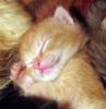 +feline+animal+cat+Sleeping+kitten+ clipart