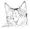 +feline+animal+cat+face+drawing+ clipart