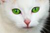 +feline+animal+cat+green+eyes+ clipart