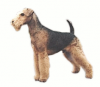 +animal+canine+canid+Airedale+Terrier+2+ clipart