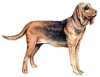 +animal+canine+canid+Bloodhound+ clipart