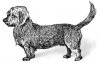+animal+canine+canid+Dandie+Dinmont+Terrier+ clipart