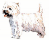 +animal+canine+canid+West+Highland+White+terrier+ clipart