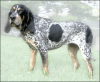 +animal+canine+canid+dog+Bluetick+Coonhound+ clipart