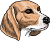 +animal+canine+canid+dog+beagle+head+study+ clipart