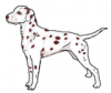+animal+canine+canid+dog+cartoon+liver+dalmatian+ clipart