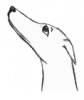 +animal+canine+canid+dog+cartoon+outline+greyhound+looking+up+please+ clipart