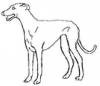 +animal+canine+canid+dog+cartoon+outline+greyhound+standing+outline+ clipart