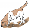 +animal+canine+canid+dog+nose+down+beagle+ clipart